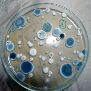 La Tecnolog&iacute;a de Irradiaci&oacute;n de Alimentos y el D&iacute;a Mundial de la Inocuidad de los Alimentos 2020